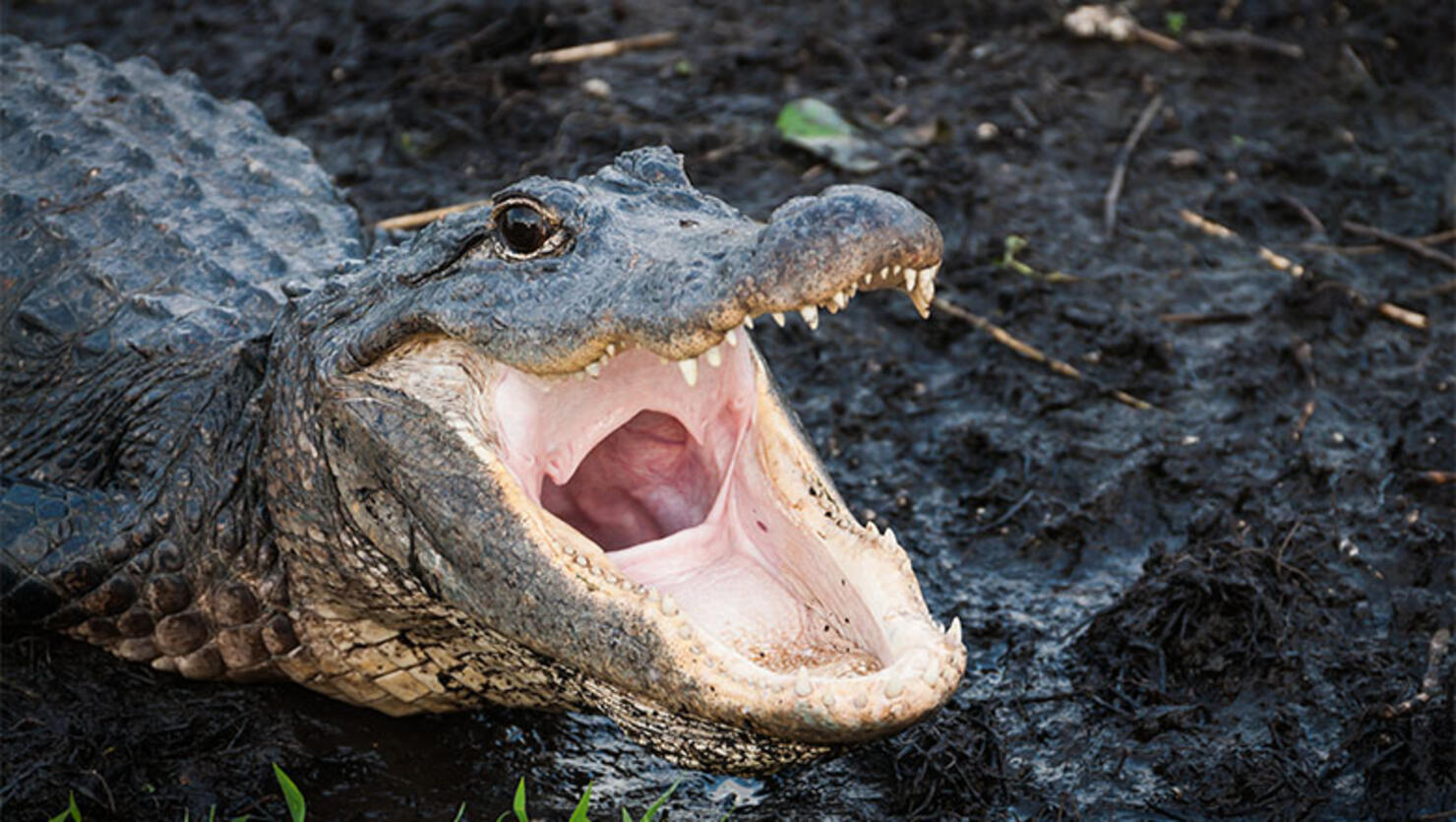 Alligator with jaws wide open