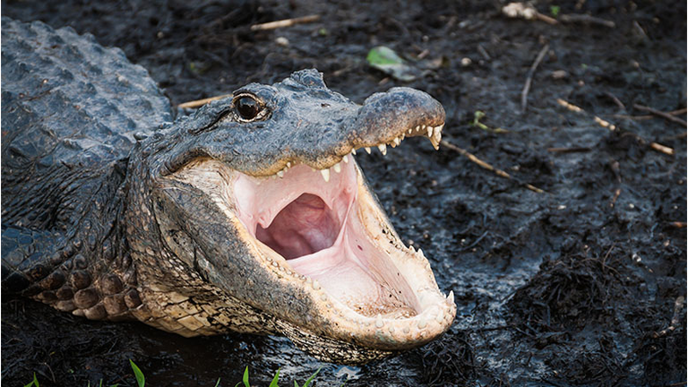 Alligator with jaws wide open