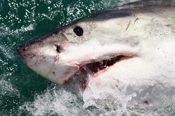 Cage Diving With Great White Sharks In South Africa