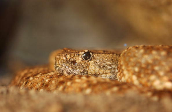 Rattler in the Middle of Road Gets a New York Scolding! - Thumbnail Image