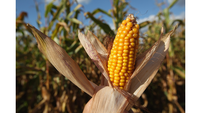 Corn Harvest Underway In Brandenburg