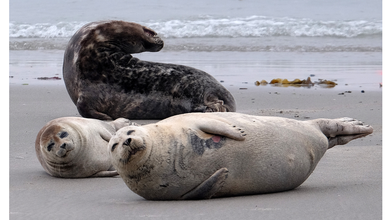 GERMANY-ANIMALS-SEALS