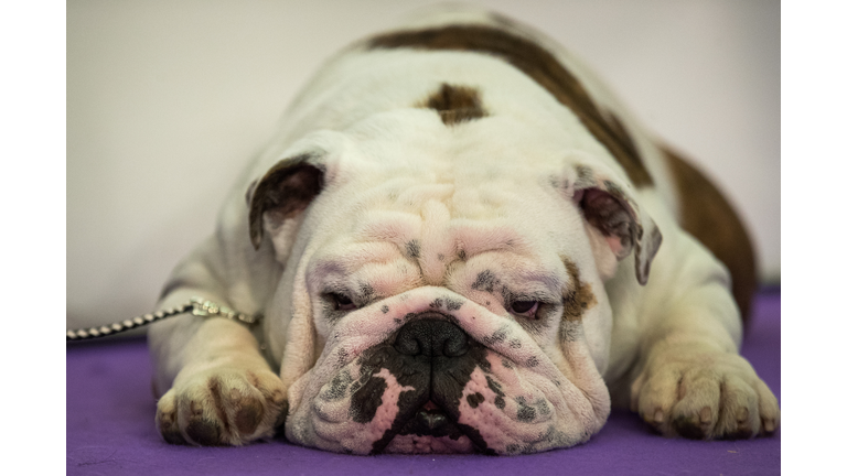 Canine Champions Compete In The Westminster Dog Show