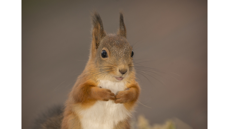 Close up of red squirrel