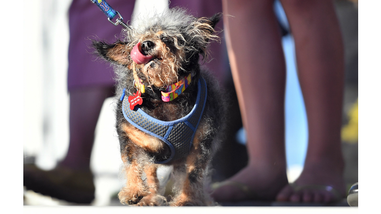 US-ANIMAL-OFFBEAT-UGLY-DOG