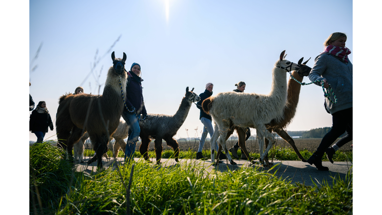 GERMANY-ANIMALS-LLAMAS-ALPACAS