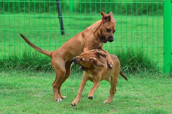 If you clone your sister's dog, do you have to tell her first?