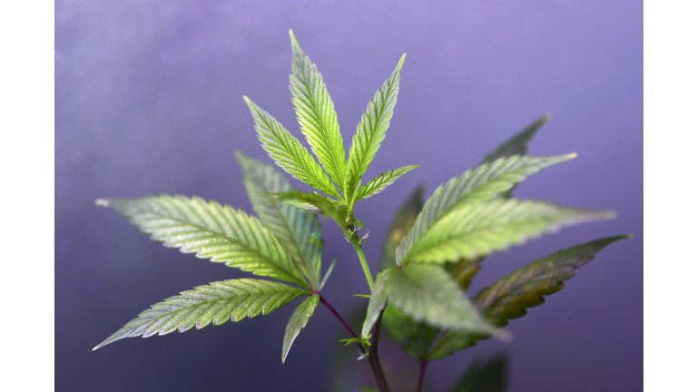 ITALY-CANNABIS-HEMP-STORE