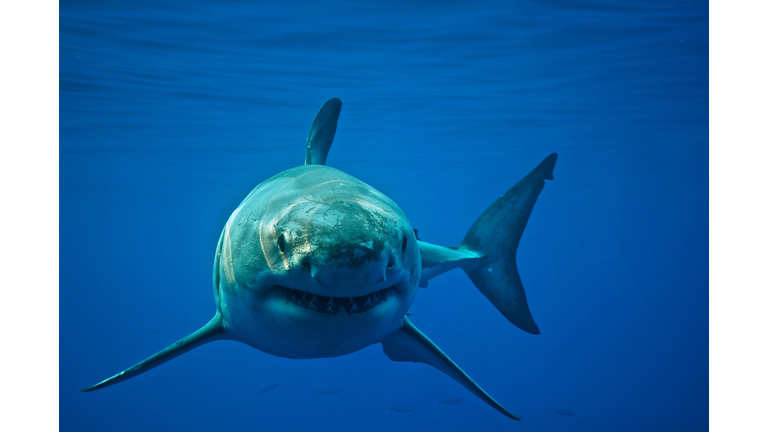 Great White Shark