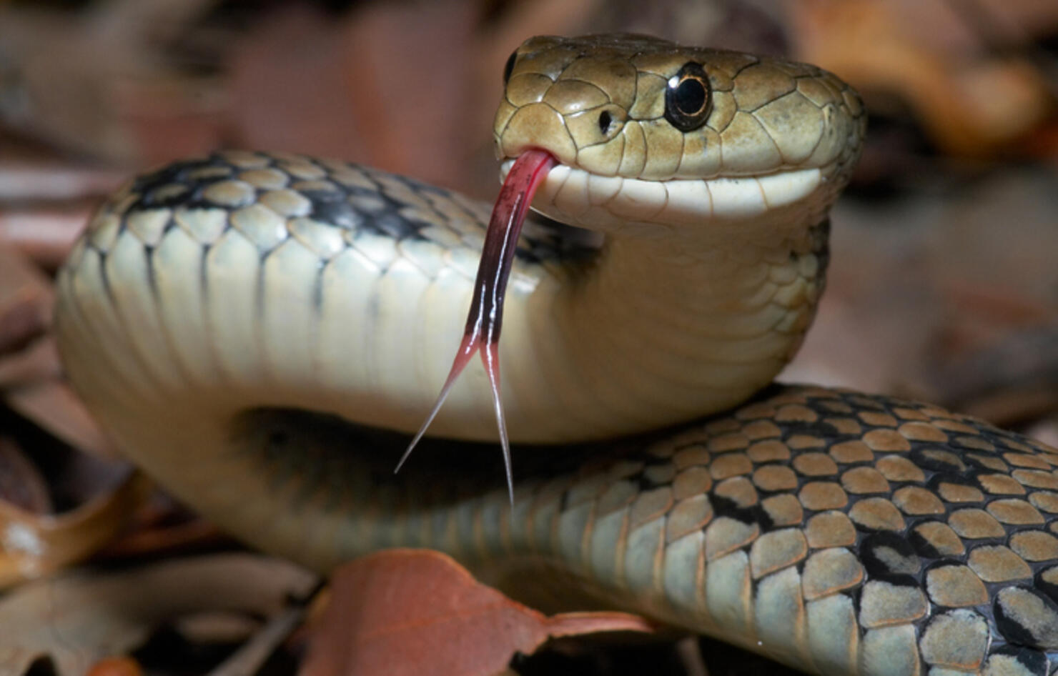 Venomous snake