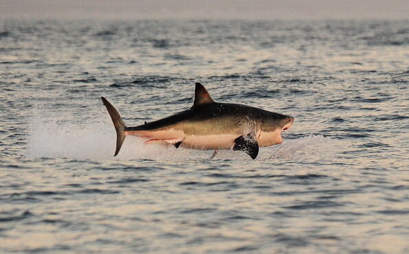 A Great White shark jumps out of the wat