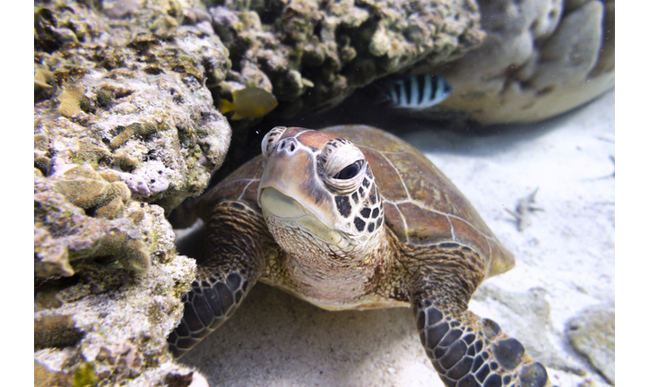 Green Turtle Swimming Over Coral