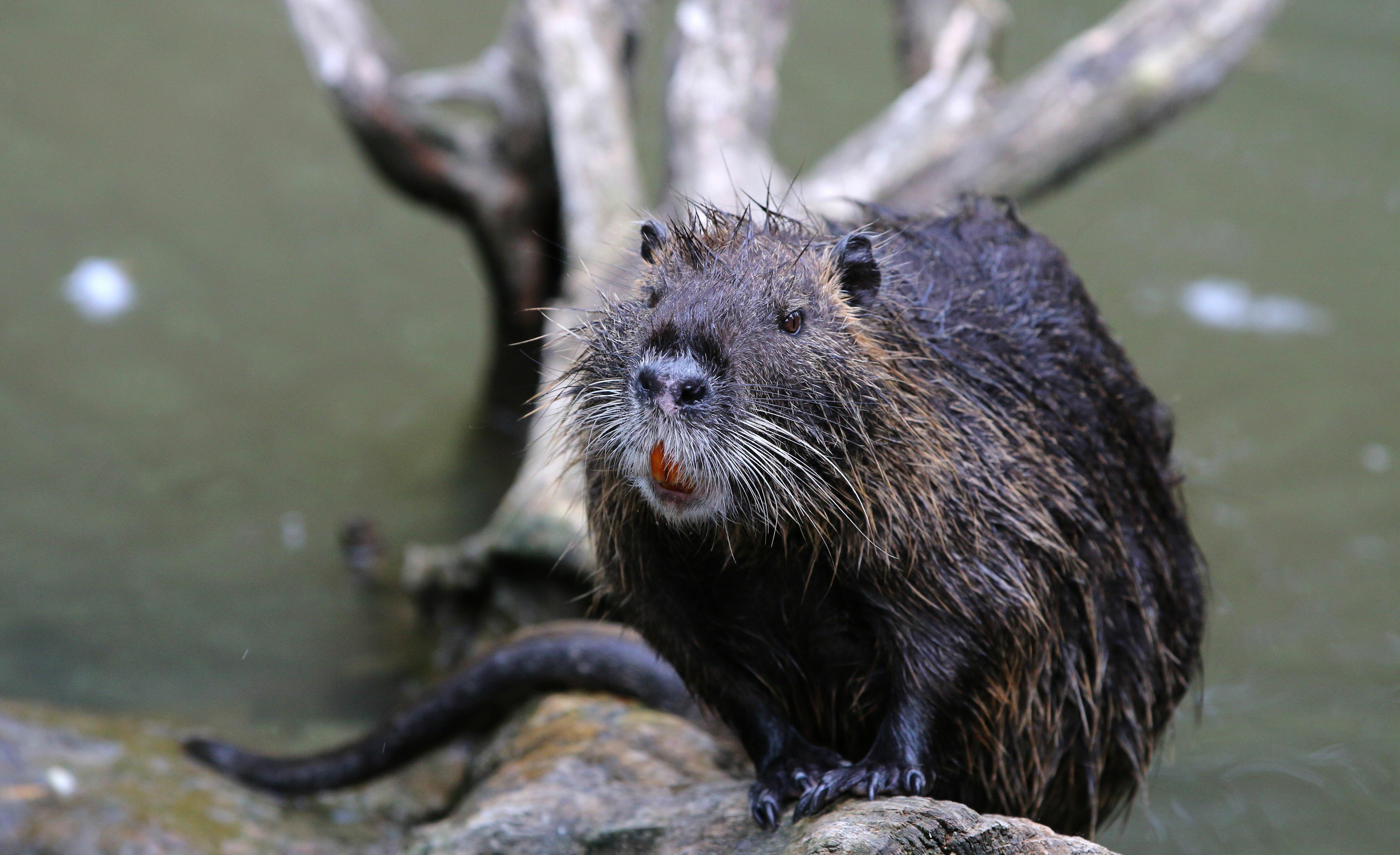 Louisiana Rises Nutria Bounty After Uptick In Damage 