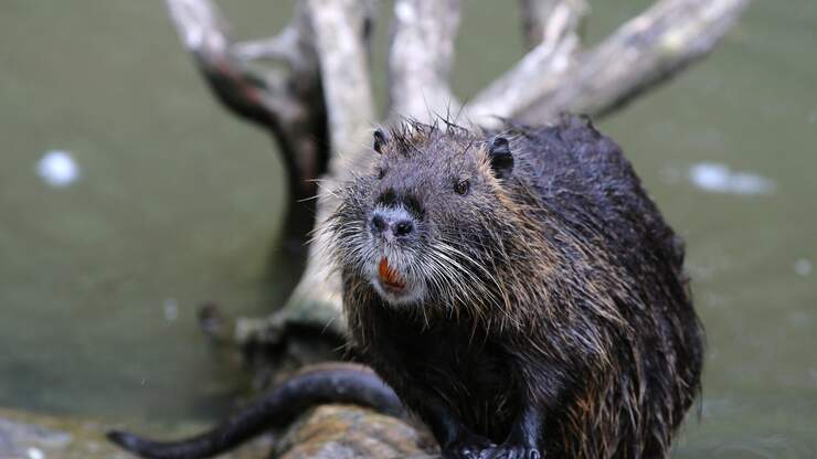 Louisiana Rises Nutria Bounty After Uptick In Damage | News Talk 99.5 WRNO