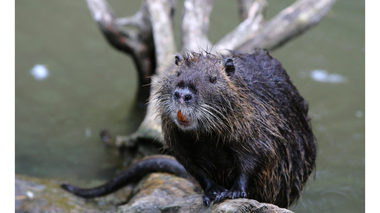 GERMANY-ANIMALS-NUTRIA