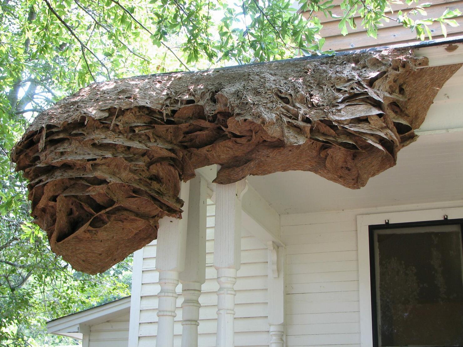 Huge yellow jacket nests could be coming to Alabama
