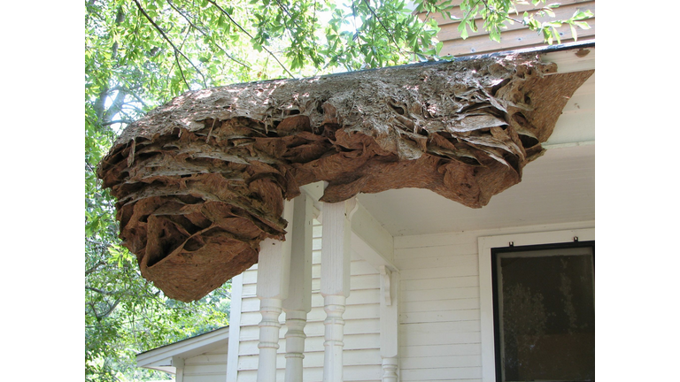 Huge yellow jacket nests could be coming to Alabama