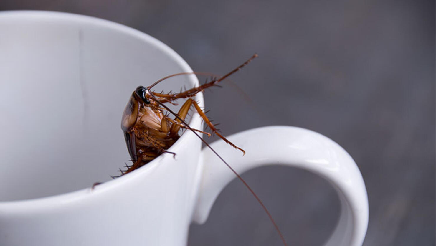 Close up cockroach in white cup drink