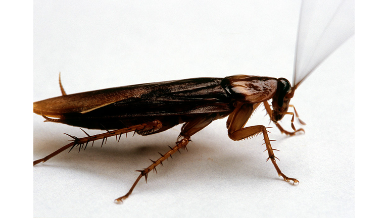 Large Cockroach On A White Surface.