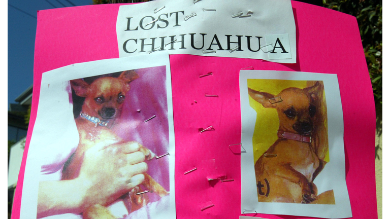 Paris Hilton Lost Dog Poster