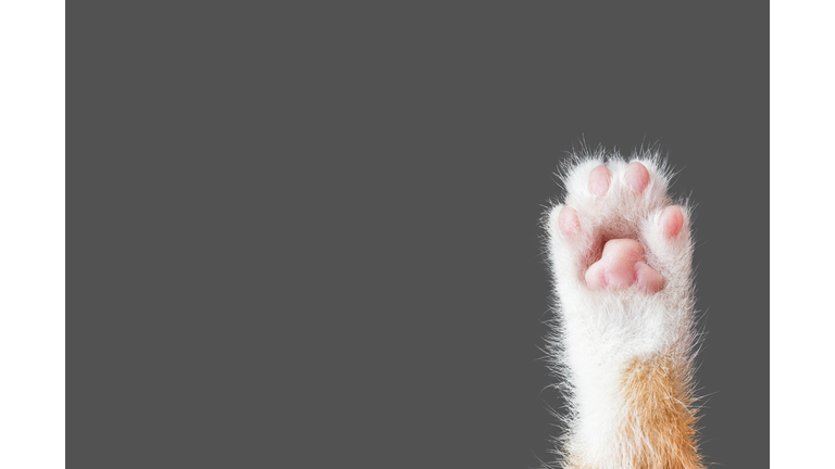 cute cat paw on dark gray background