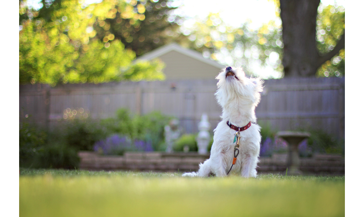 Bark At The Moon