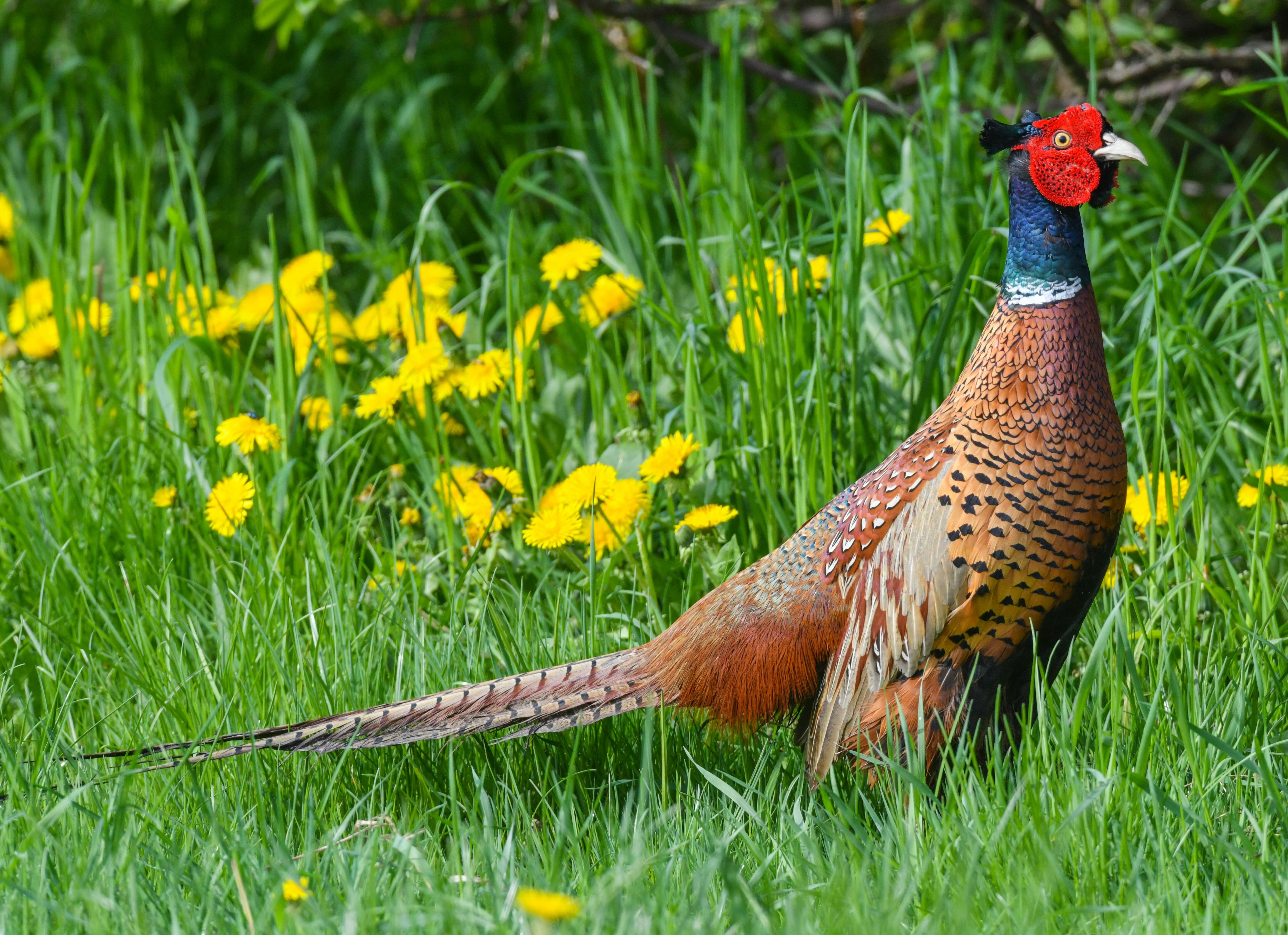 Race Car Driver Hit By Bird [VIDEO] - Thumbnail Image