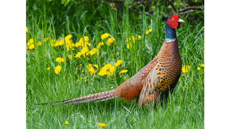 GERMANY-ANIMALS-PHEASANT