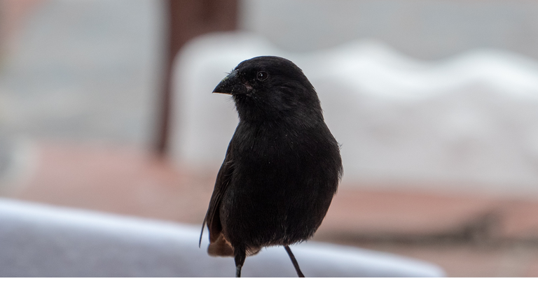 Nature and Human Lives Seek Equilibrium In Galapagos