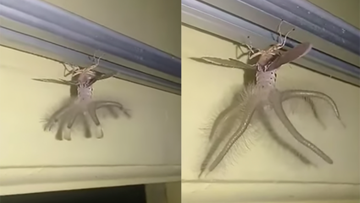 Horrified Man Finds Alien Like Creature Hanging From His