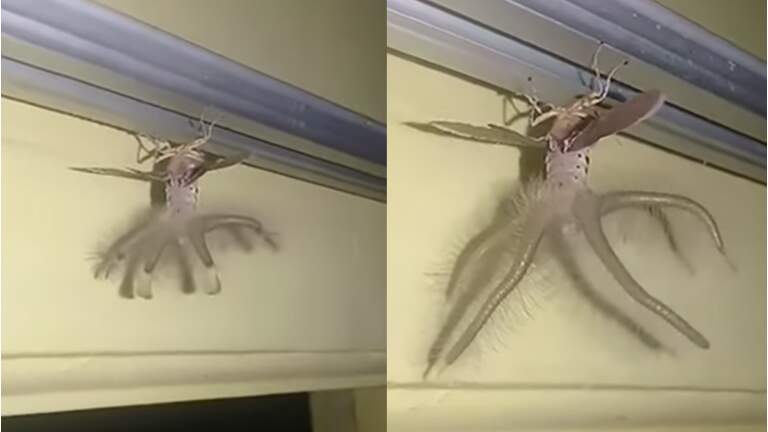 Horrified Man Finds Alien Like Creature Hanging From His Ceiling