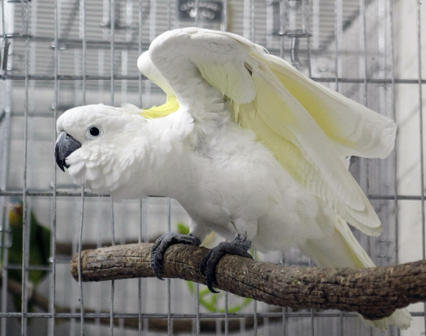 A White Cockatoo "Charlotte" is seen int