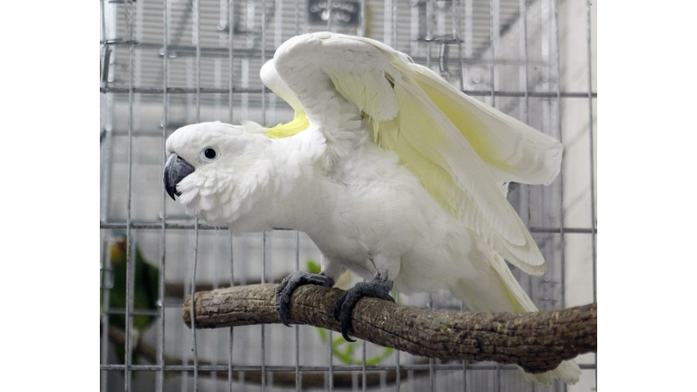 A White Cockatoo "Charlotte" is seen int