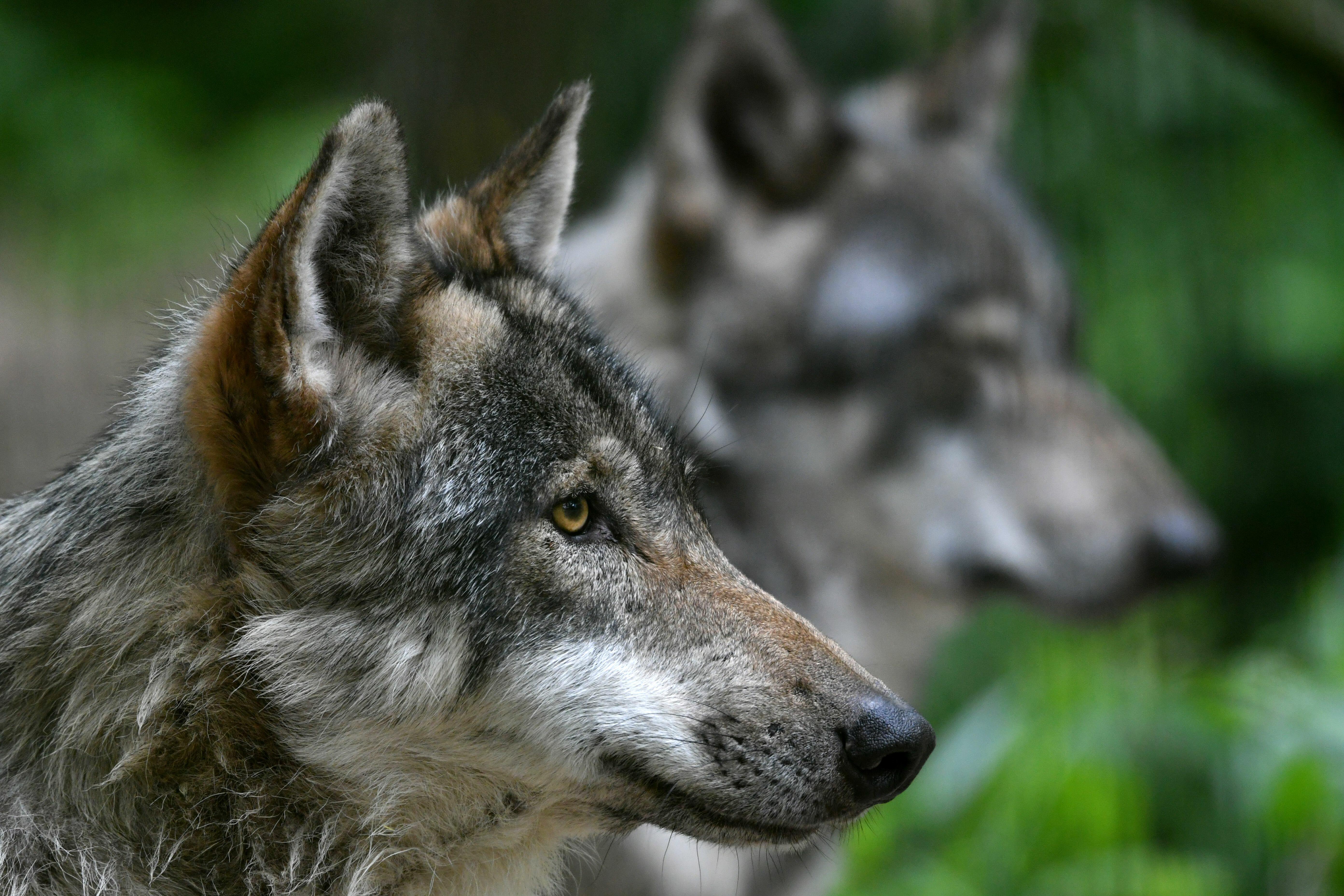 Bring Wolves Back to Colorado? | KOA NewsRadio