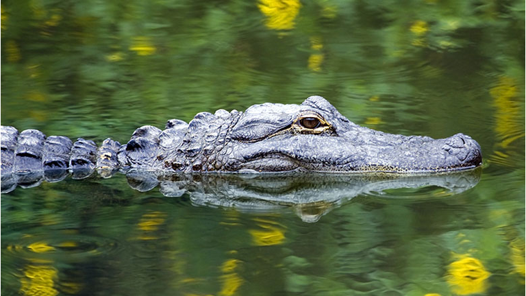 American Alligator Swimming in Everglades