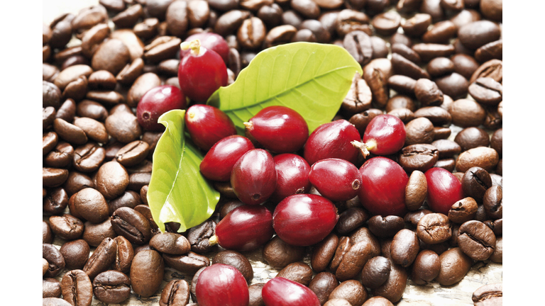 Red coffee berries (Coffea arabica) on a bed of coffee beans with coffee leaves