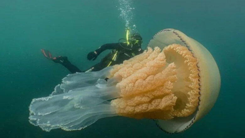 Diver Spots Human-Sized Jellyfish Off The Coast Of England - Thumbnail Image