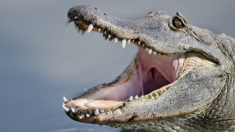 Police Warn Flushing Drugs Down The Toilet Could Create 'Meth-Gators ...