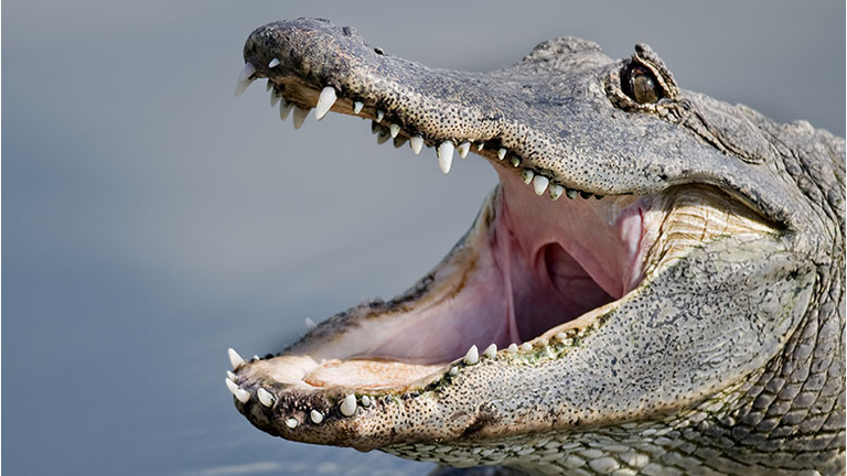 Alligator