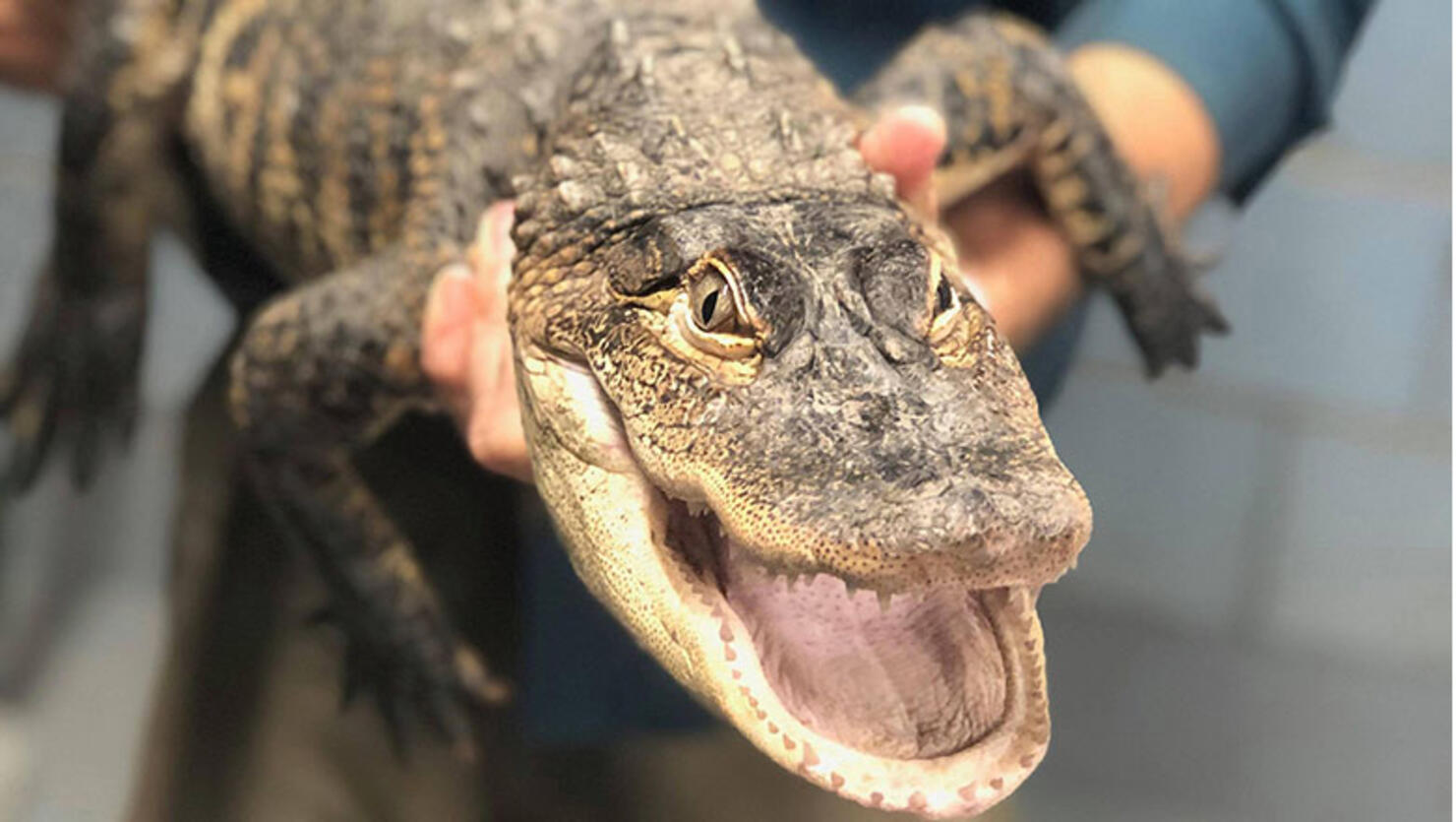 Chance the Snapper