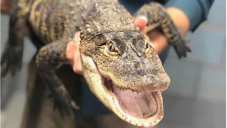 Chance the Snapper
