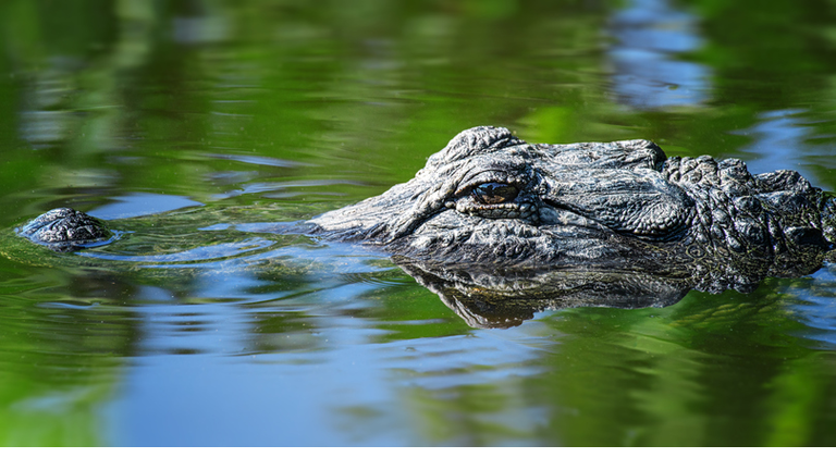 Alligator Snout in Green and Blue Water in Florida