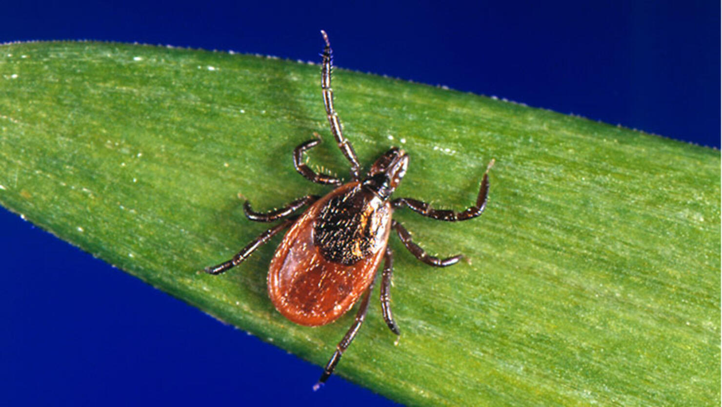Black-Legged Ticks