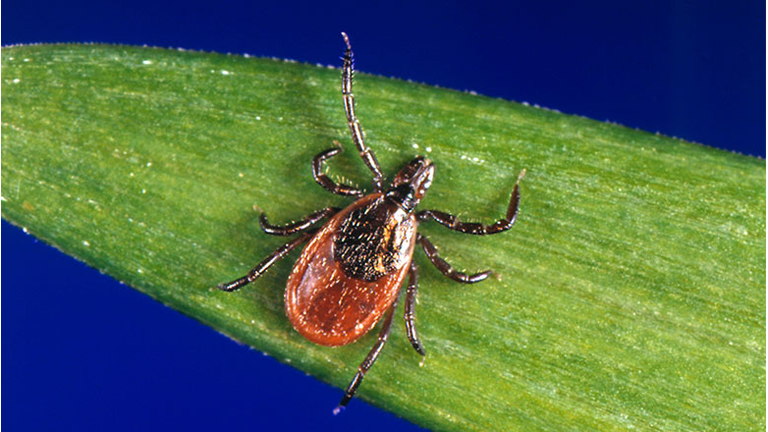Black-Legged Ticks