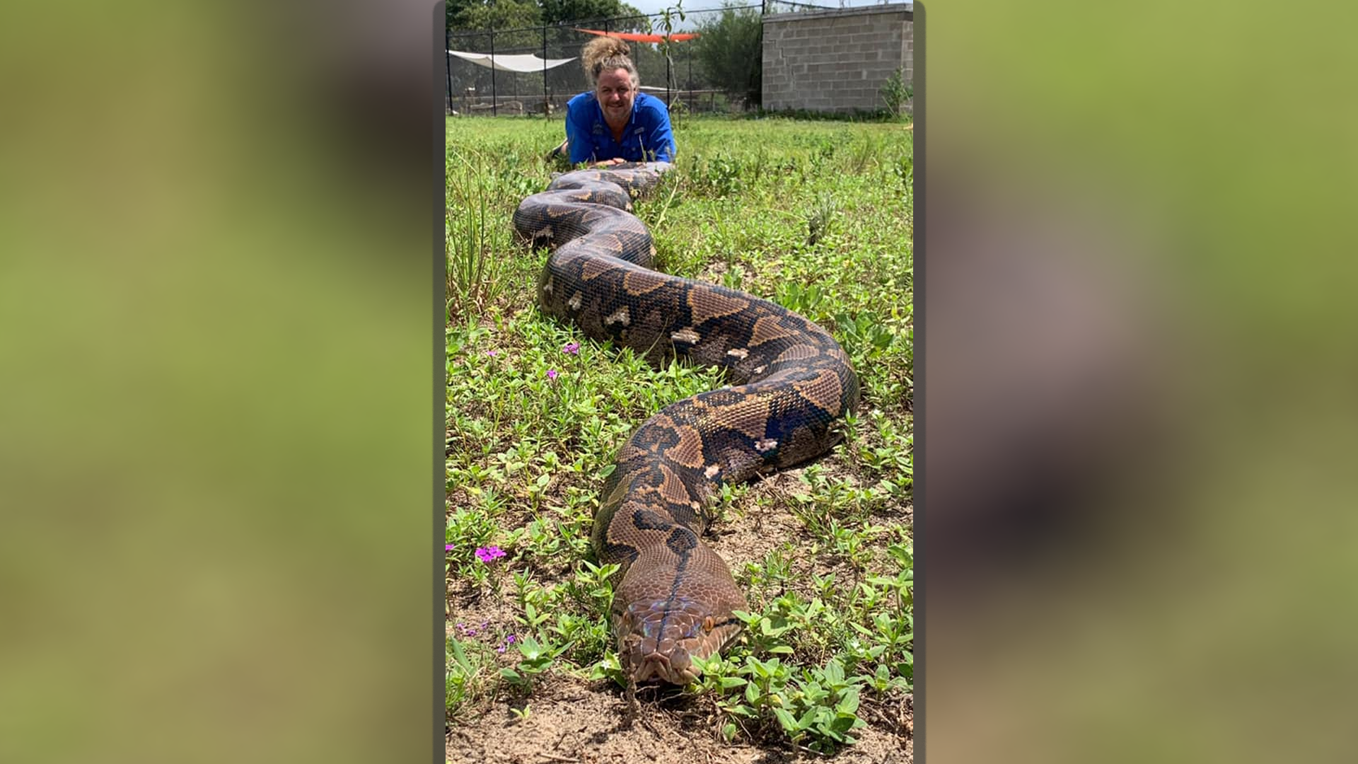 215-pound-record-florida-scientists-catch-state-s-biggest-python