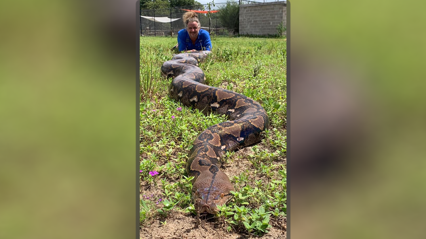 Ginormica the python nears world record
