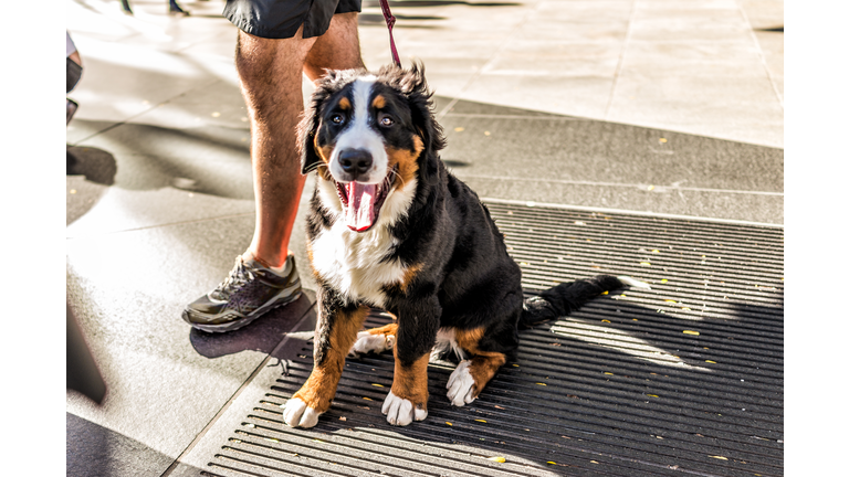 Funny happy Australian Shepherd dog New York City, Midtown Manhattan, NYC closeup with calico orange, black, white color, smiling, tongue out of mouth on street