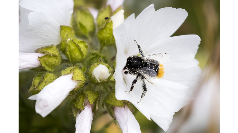 NORWAY-ENVIRONMENT-BUMBLEBEE