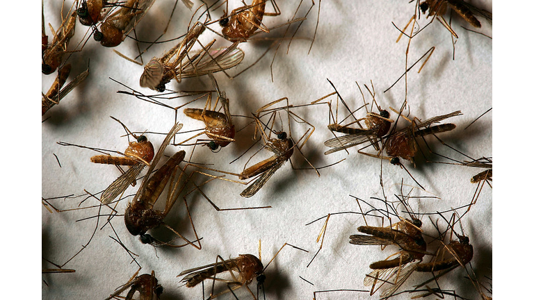 West Nile Virus Mosquitoes Return Early To California