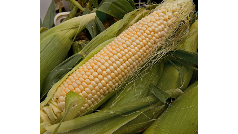 A ear of peeled back corn is seen as loc